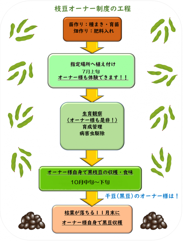 枝豆オーナー制度 収穫体験のご案内 21年度 華やぎ観光農園